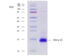 Novus Biologicals™ Recombinant Invertebrate D. pteronyssinus 23.0101 Strep (N-Term) Protein